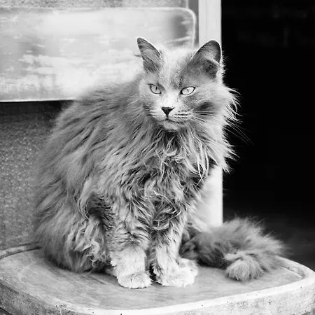 Selvatica50 Nonantola