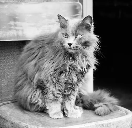 Selvatica50 Nonantola